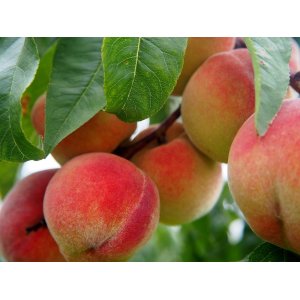 Broskyňa obyčajná (Prunus persica) ´REDHAVEN´ - výška 150-180 cm, obvod kmeňa 4/6 cm, kont. C9L/C10L